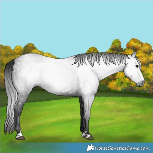 Horse Color:Gray Black 