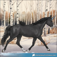 Horse Color:Black Splash