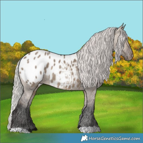 Horse Color:Silver Brown Dun Appaloosa