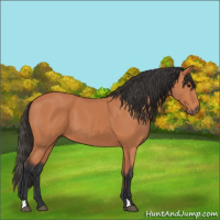 Horse Color:Bay 