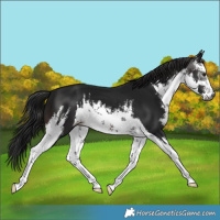 Horse Color:Gray White Spotted Brown 