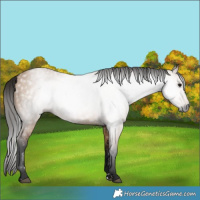 Horse Color:Gray Bay Dun 