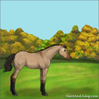 Horse Color:Gray Bay Dun 