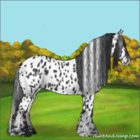 Horse Color:Black Appaloosa