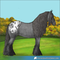 Horse Color:Blue Roan Appaloosa 
