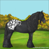 Horse Color:Black Appaloosa 