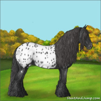 Horse Color:Black Appaloosa