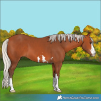 Horse Color:Silver Bay 