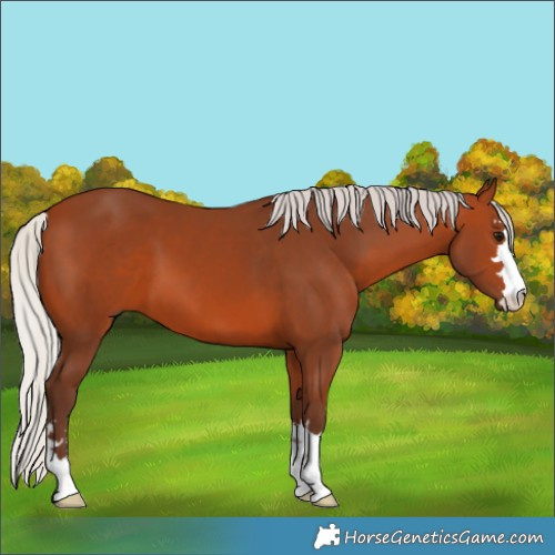 Horse Color:Silver Bay 