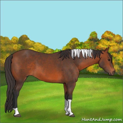 Horse Color:Bay Tobiano 