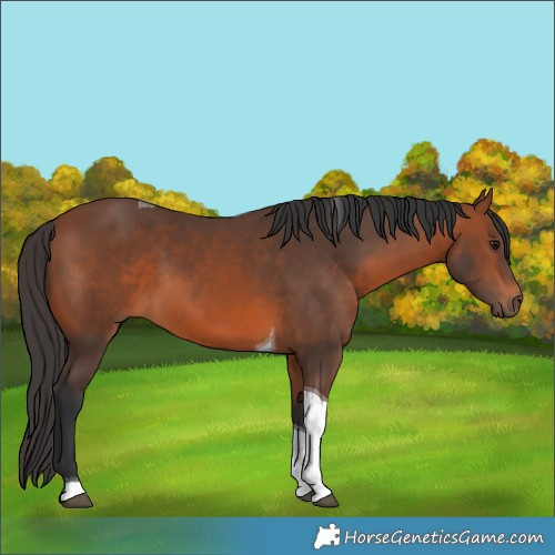Horse Color:Bay Tobiano 