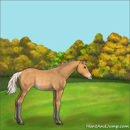 Horse Color:Silver Buckskin Rabicano 