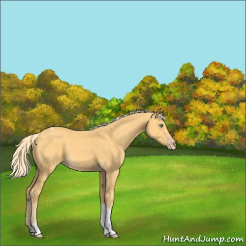 Horse Color:Gold Cream Champagne Tobiano 