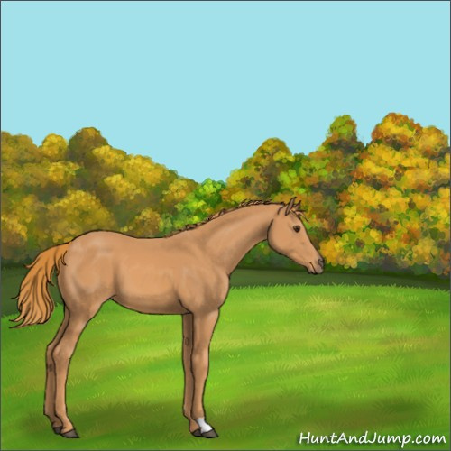 Horse Color:Chestnut 