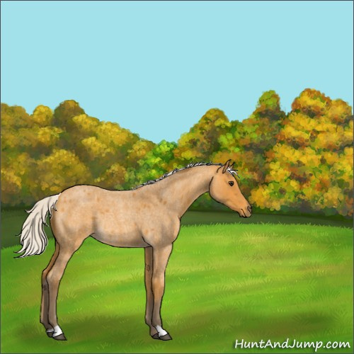 Horse Color:Silver Buckskin Roan Rabicano 