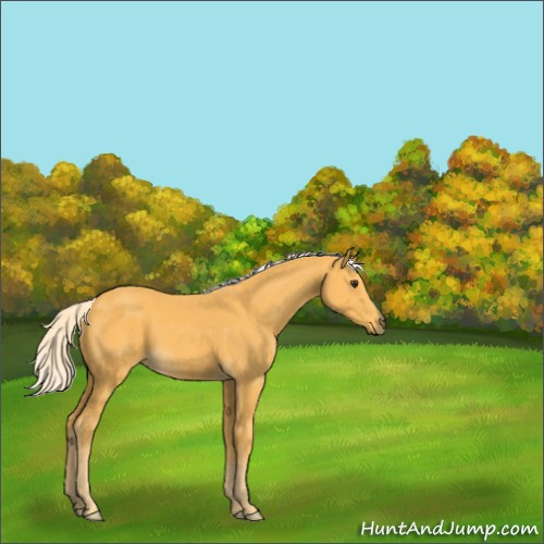 Horse Color:Palomino 
