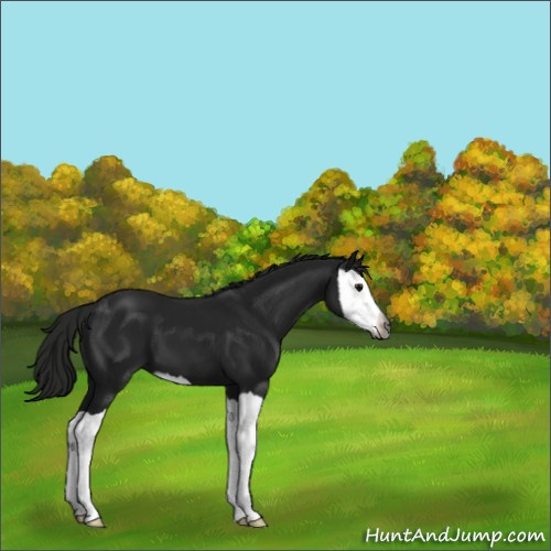 Horse Color:Gray Black Splash 