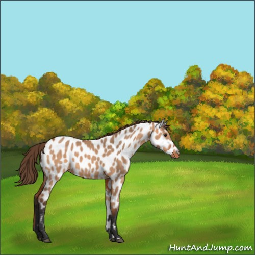 Horse Color:Bay Dun Appaloosa 