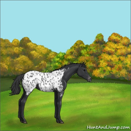 Horse Color:Black Appaloosa Rabicano 
