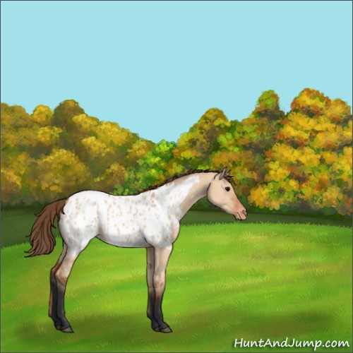 Horse Color:Bay Dun Appaloosa 