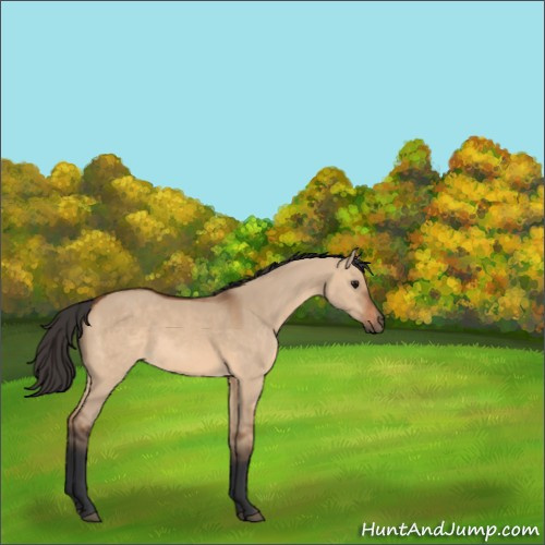 Horse Color:Bay Dun 