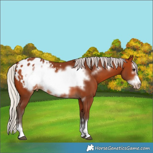 Horse Color:Silver Bay Frame Appaloosa 