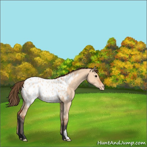 Horse Color:Bay Dun Appaloosa 