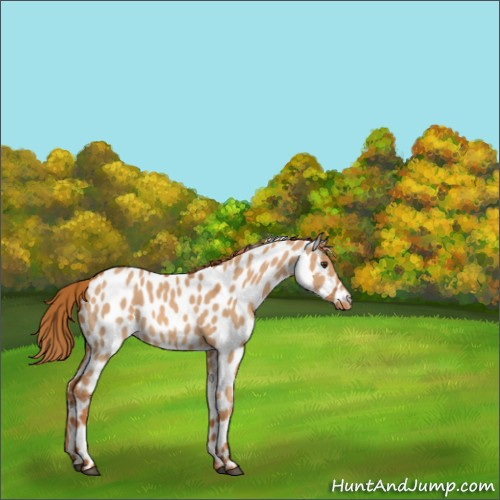 Horse Color:Red Dun Appaloosa Rabicano 