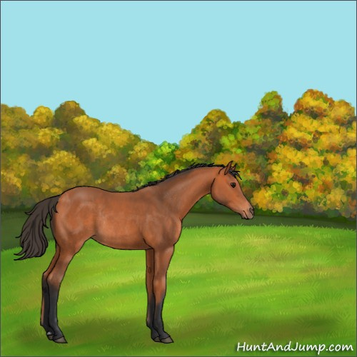 Horse Color:Bay Rabicano 