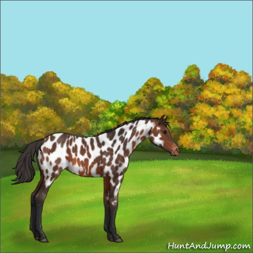 Horse Color:Brown Appaloosa 