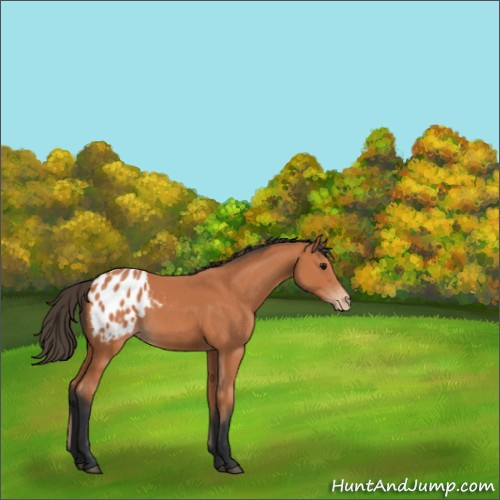 Horse Color:Bay Appaloosa 