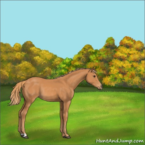 Horse Color:Chestnut Rabicano 