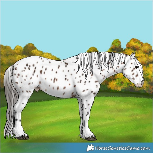 Horse Color:Bay Ice Appaloosa Rabicano 
