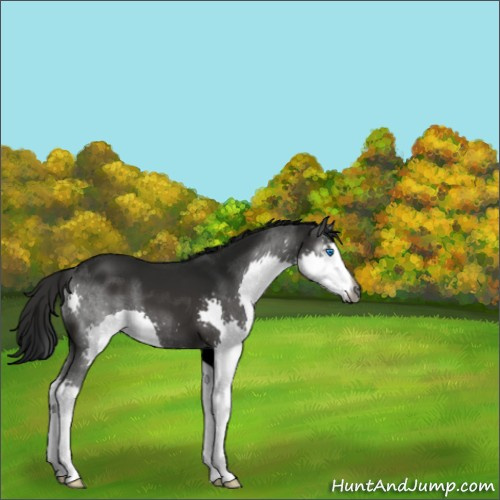 Horse Color:Gray Smoky Black Splash 