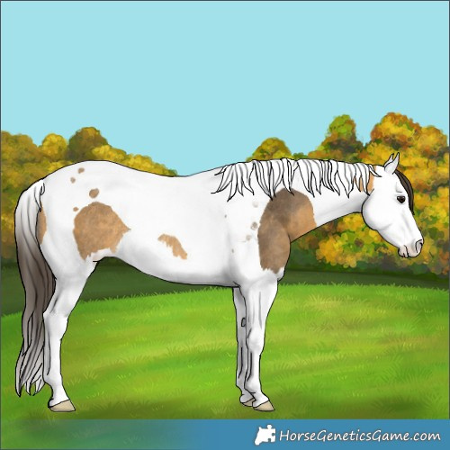 Horse Color:Buckskin Splash Tobiano Rabicano