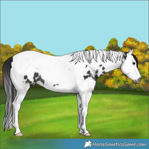 Horse Color:Gray Black Sabino Splash Tobiano Appaloosa Rabicano 