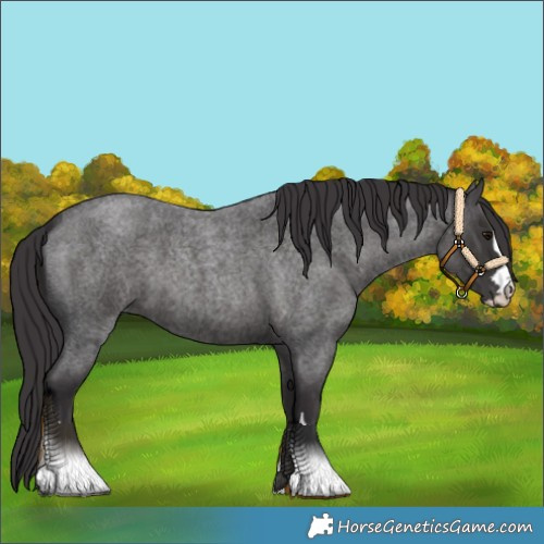Horse Color:Smoky Blue Roan 