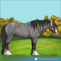 Horse Color:Smoky Blue Roan