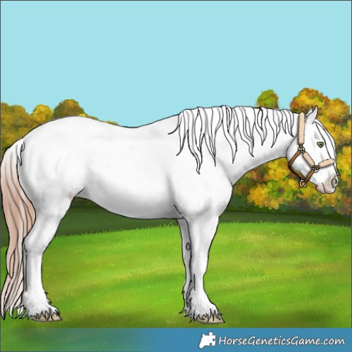 Horse Color:White Spotted Gold Champagne Tobiano Appaloosa