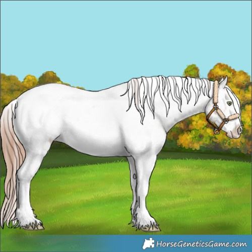Horse Color:White Spotted Gold Champagne Tobiano Appaloosa 