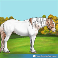 Horse Color:White Spotted Gold Champagne Tobiano Appaloosa