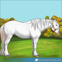 Horse Color:White Spotted Gold Champagne Tobiano Appaloosa 