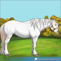 Horse Color:White Spotted Gold Champagne Tobiano Appaloosa