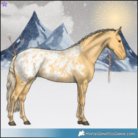 Horse Color:Palomino Dun Appaloosa and Palomino Dun Appaloosa