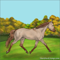 Horse Color:Red Dun 