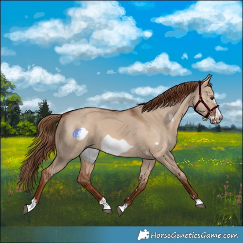 Horse Color:Red Dun Frame 