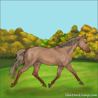 Horse Color:Red Dun 