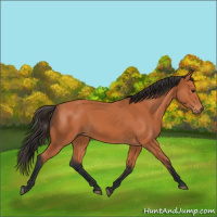 Horse Color:Bay 