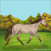 Horse Color:Red Dun 