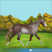 Horse Color:Gray Chestnut 